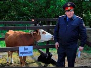 В сериале "Воронины" новый актер – бык Муром