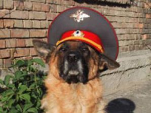 "Про ТБ" снимает "Возвращение Мухтара-7" и новый фильм с Богданом Ступкой