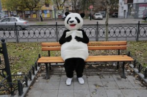 Ставшая интернет-сенсацией панда сбежала со съемочной площадки ТЕТ