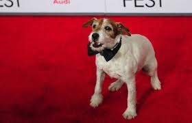 Пес Угги попрощался с кинематографом