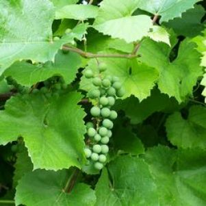 В СТС зреет профсоюз