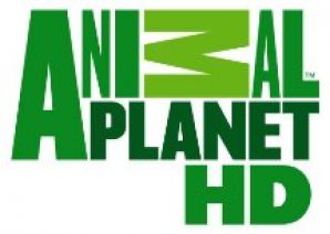 «Animal Planet HD» на платформе НТВ-ПЛЮС