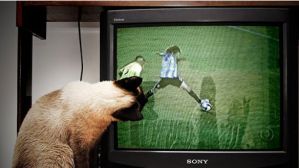 Эксперты оценили перспективы платного телевидения в Алтайском крае