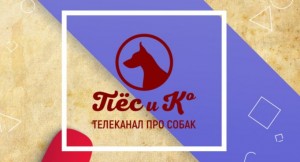 В России начал вещание телеканал о собаках «Пёс и Ко»