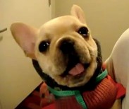 Говорящий щенок очаровал Интернет