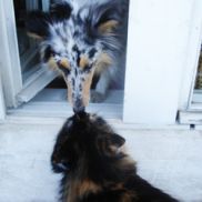 "ВымпелКом" пошел на мировую