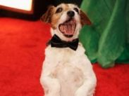 Пес Угги поможет Билли Кристалу провести церемонию "Оскар"