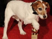 Пес Угги уйдет из кинематографа