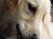 Пес Энцо из «Искусства гонок под дождем» выходит на экраны