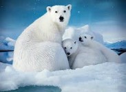 В ходе съемок фильма «Арктика 3D» белый медведь разбил дорогую камеру