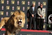 Лев MGM оставил отпечатки лап на бульваре Голливуд