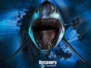 Discovery снимет первые 3D фильмы для британского телевидения