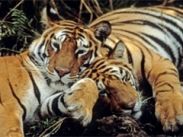 «Мега» откроет секреты Индии