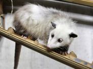 Косоглазый опоссум Хайди снимется в немецком сериале