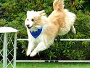 Студии Ю7 выпустила на рынок сериал про собак