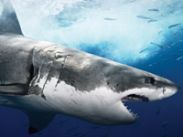 Animal Planet расскажет о неизвестных подробностях из жизни акул