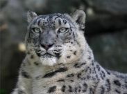 Студия Ю7 идет по следу диких животных