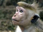 Animal Planet покажет премьерный цикл передач "Планета приматов"