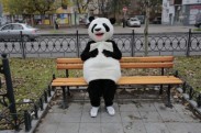 Ставшая интернет-сенсацией панда сбежала со съемочной площадки ТЕТ