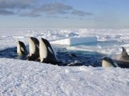 На телеканале HD Life стартовали премьерные сериалы