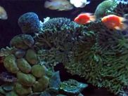 Мавроди запустил в интернете "народное телевидение"