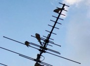 Цифровое телевидение доступно почти 95,3% населения Беларуси