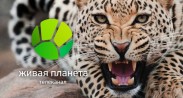 ВГТРК 1 марта запустит канал о флоре и фауне
